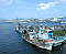 南風泊漁港の漁船